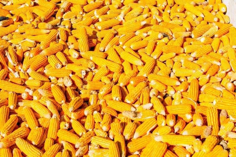 A farinha de milho contém diversas vitaminas – Foto: Unsplash
