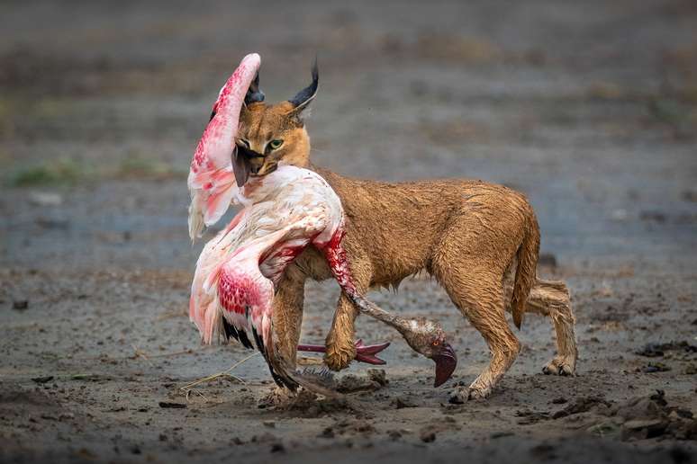 Um caracal carregando sua presa, um flamingo, em Ndutu, República da Tanzânia