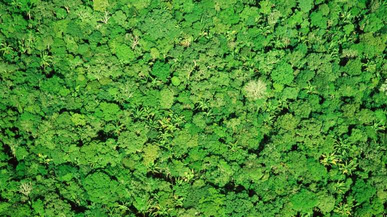 Vista aérea da Floresta Amazônica