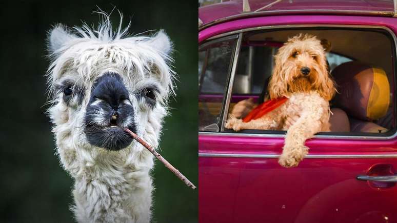 Concurso escolhe fotos de pet mais engraçadas do mundo