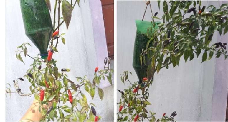 Cultive pimentas vermelhas e verdes em garrafas plásticas. O método é simples e sem complicações.