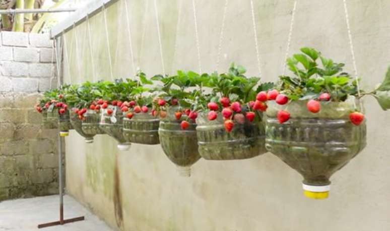 Cultive morangos vermelhos e suculentos em um jardim de garrafas de plástico DIY. Você pode cultivá-las em qualquer lugar da casa que receba bastante luz solar.