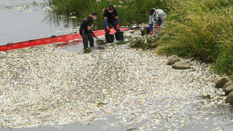 Milhares de peixes foram retirados do rio na comunidade de Krajnik Dolny, na Polônia