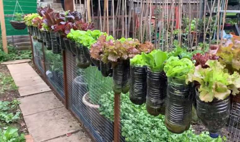 Cultive salada fresca no terraço usando garrafas plásticas. Basta cortar o fundo dos recipientes, adicionar um meio de cultivo e plantar as sementes pré-brotadas.