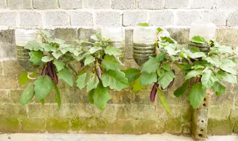 Tenha uma colheita abundante de berinjelas! Você precisará de algumas garrafas plásticas, tesouras, um meio de cultivo rico em nutrientes.