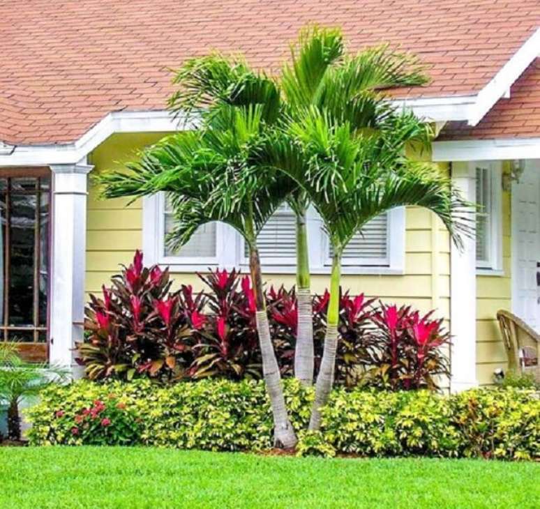 8. Muda de palmeira veitchia: essa palmeira e uma planta que se adapta bem com outras espécies. Fonte: Mercado Livre