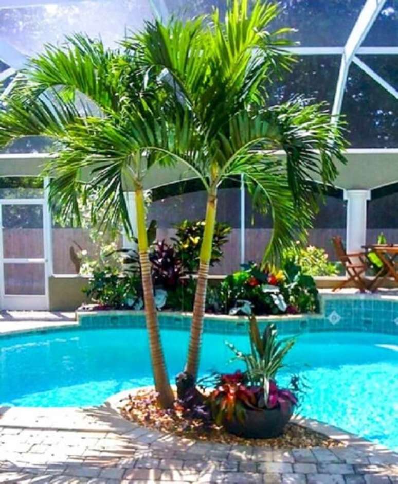 5. Palmeira veitchia altura: tamanho da palmeira veitchia vai de 4m a 8m de altura. Fonte: Mercado Livre