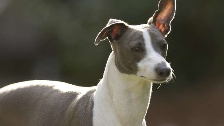 Um galgo italiano, como esse da imagem, foi o primeiro cachorro com um caso documentado de monkeypox