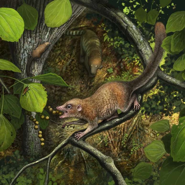 Acredita-se que o Purgatorius, o primata mais antigo de que se tem conhecimento, tenha sido um dos sobreviventes do asteroide