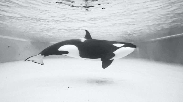 Uma orca, ou baleia assassina, seria devorada pelo megalodonte em poucas mordidas