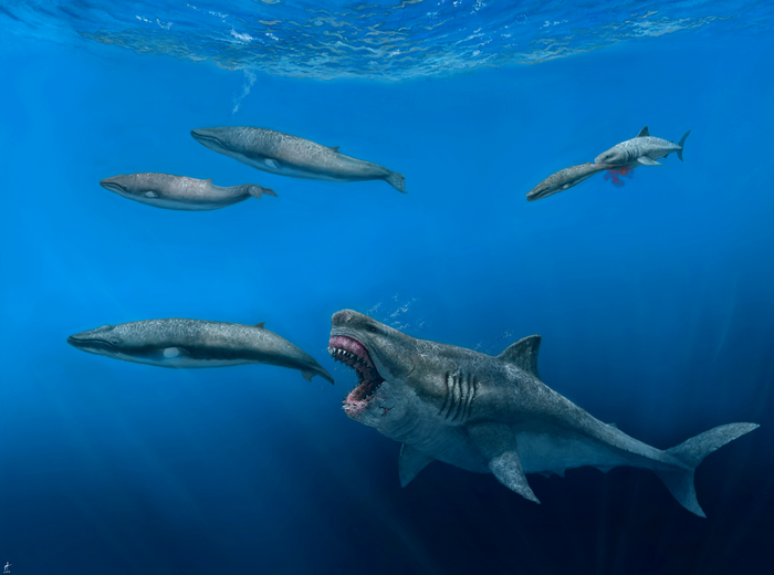 Supertubarão Otodus megalodon podia passar até dois meses sem comer depois de se alimentar de uma baleia