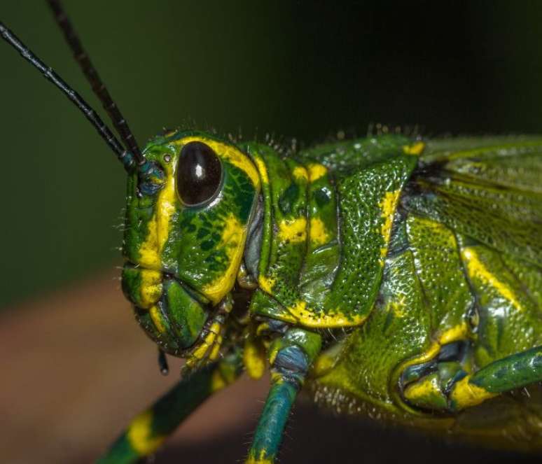 Voc&ecirc; pode fazer macrofotografias e fotos profissionais com o smartphone 
