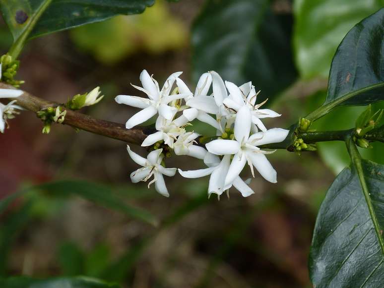 A primavera chega um pouco antes nos cafezais, onde as pequenas flores brancas nascem entre agosto e setembro.