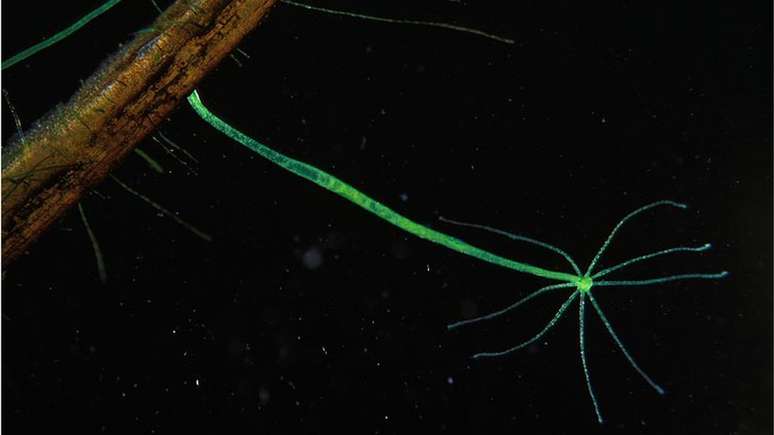 Com seu nome inspirado na serpente da mitologia grega, a hidra vive na &aacute;gua doce e tem a not&aacute;vel capacidade de se regenerar