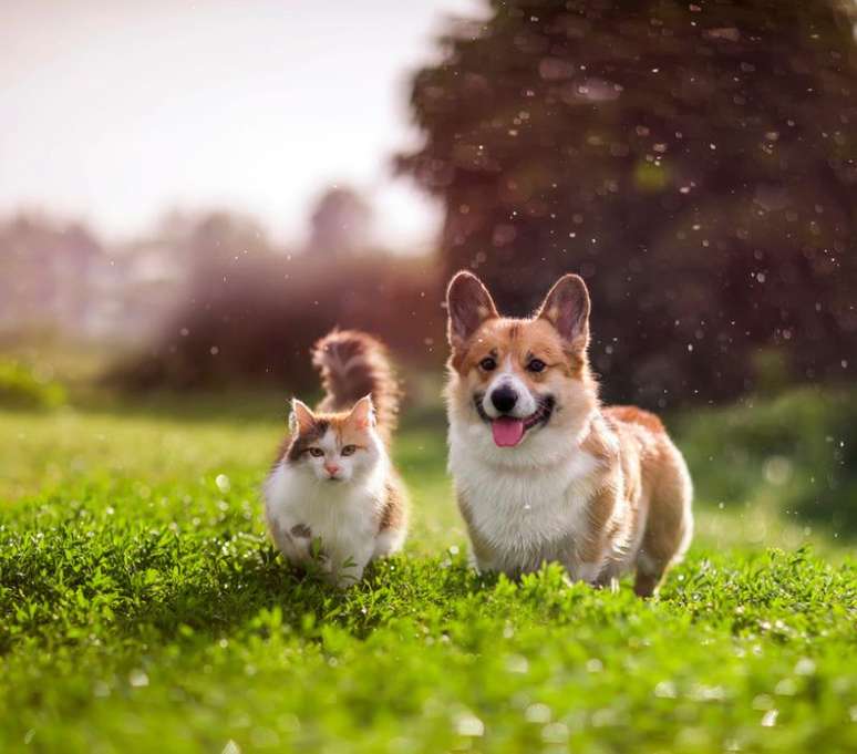 Gastar as energias &eacute; essencial para o pet n&atilde;o ficar estressado (Cr&eacute;dito: Shutterstock)