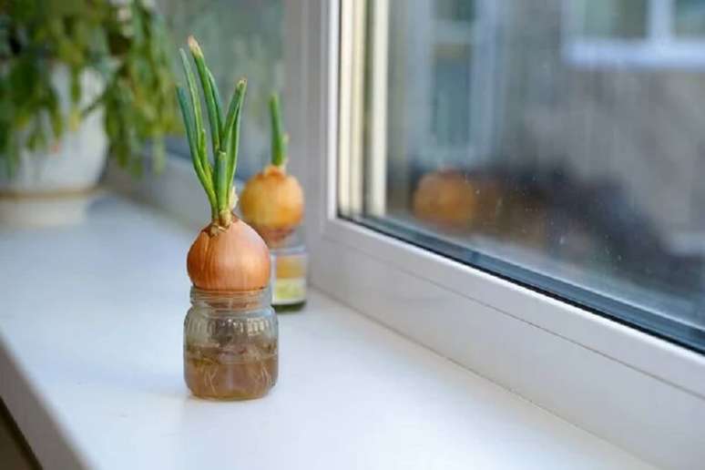 4. Aprenda como plantar cebola na água. Fonte: Depositphotos