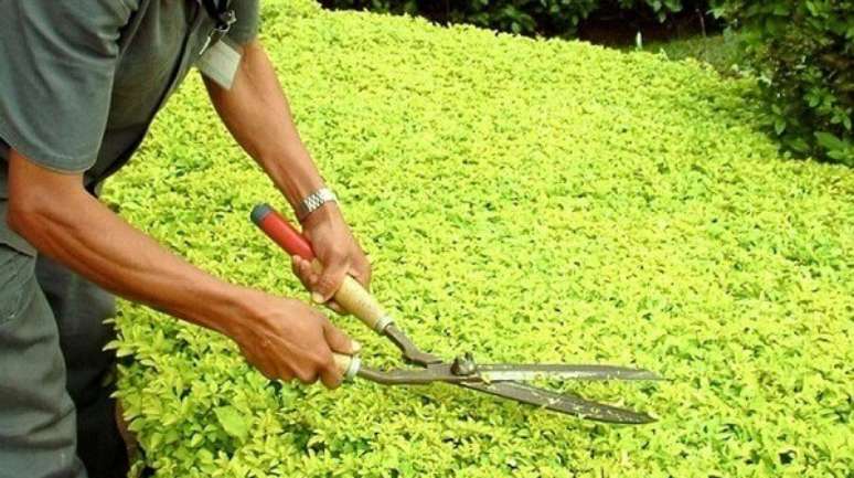 14- Ap&oacute;s utilizar a tesoura de poda para as atividades de jardinagem, limpe e deixe secar completamente. Fonte: AmoPancas