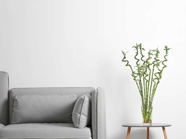 Vase with green bamboo on table near sofa in room. Space for text