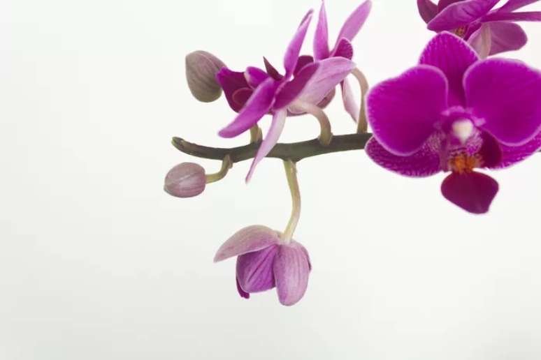 Como comprar uma orquídea saudável