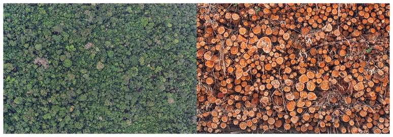 Foto de Rogério Assis, na exposição Uma Concertação pela Amazônia - Rotas Brasileiras; a floresta vista de cima e as árvores cortadas, lado a lado