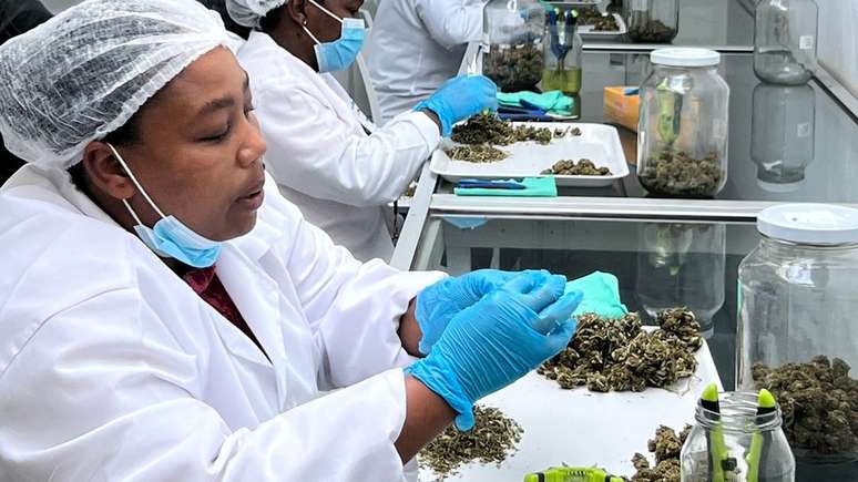A Sweetwater Aquaponics quer que sua produ&ccedil;&atilde;o de cannabis beneficie a popula&ccedil;&atilde;o local