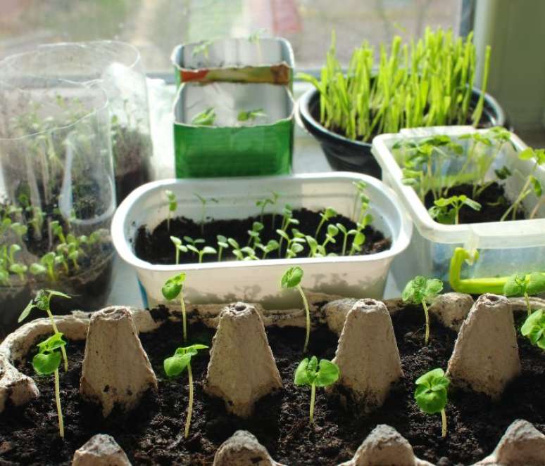 Plantas e flores em casa tamb&eacute;m podem te ajudar a ficar mais tranquila &mdash; Shutterstock