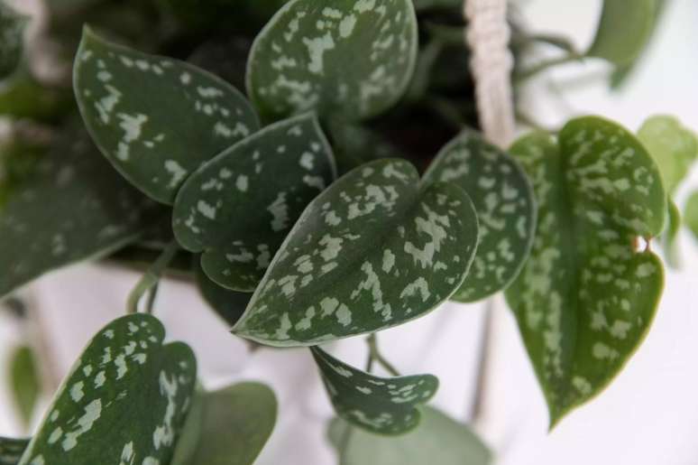 Scindapsus pictus - Suas folhas verde-escuras em forma de coração apresentam manchas prateadas que quase as fazem brilhar. Fica ótima em uma cesta pendurada.