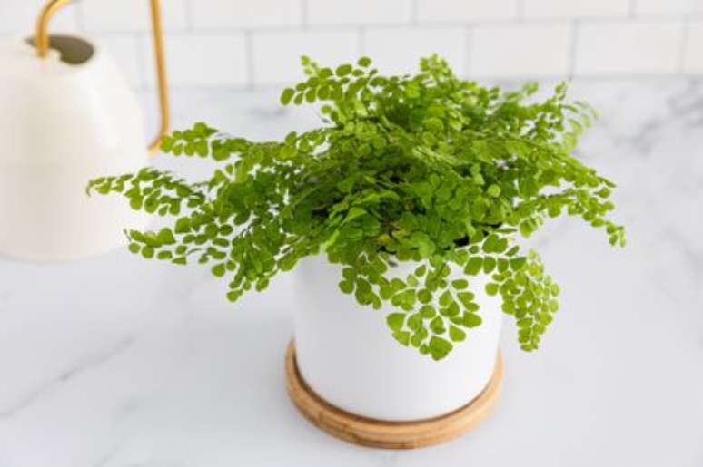 Adiantum raddianum - Com uma aparência delicada, graças aos seus minúsculos segmentos de folhas em forma de leque que crescem em cachos em caules pretos, essas samambaias não crescem muito e são bastante resistentes.