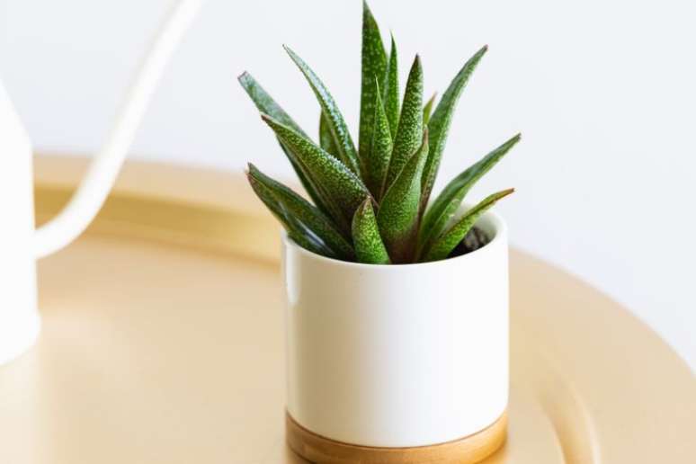Gasteria - Esta suculenta gosta de luz brilhante, mas de proteção contra o sol forte da tarde. Regue quando o solo estiver quase seco e não deixe a água se acumular nas folhas.