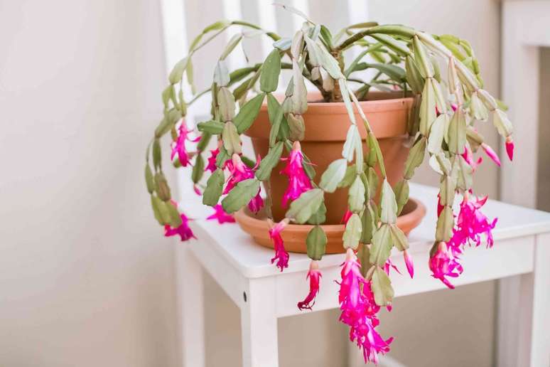 Schlumbergera x buckleyi - A espécie é amada por suas flores brilhantes que aparecem no final do outono e início do inverno. Suas necessidades não são excessivas: água quando o solo está seco e uma boa drenagem.