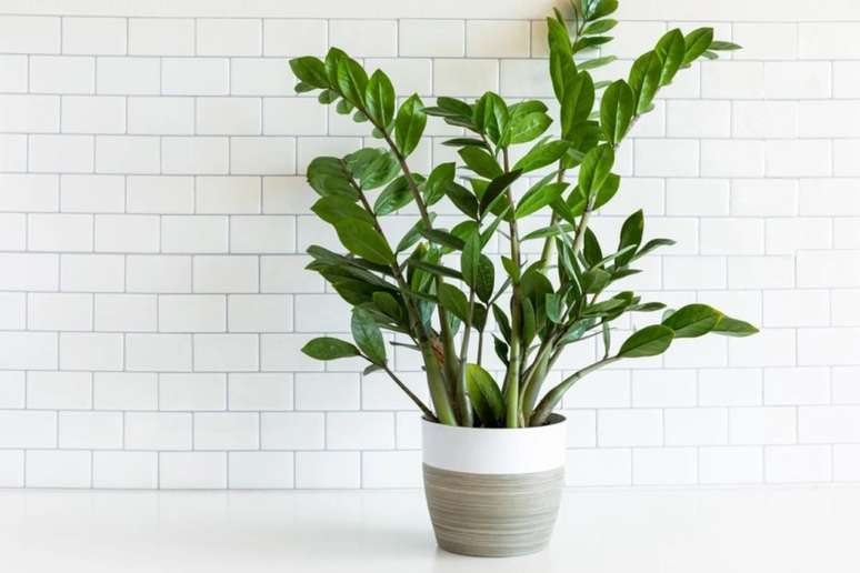 Planta ZZ (Zamioculcas zamiifolia) - A planta ZZ ostenta folhas ovais e verdes profundas, que algumas pessoas podem até confundi-las como falsas. A muda consegue lidar com uma variedade de condições de luz, exceto luz solar direta severa.