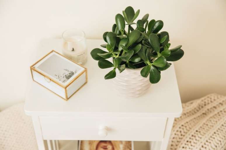 Planta Jade - Jade é uma suculenta popular e tem a reputação de trazer boa sorte. Apresenta folhas ovais verdes profundas em caules lenhosos. Certifique-se de que tenha luz indireta brilhante e solo bem drenado.