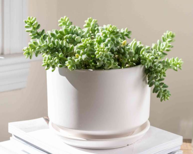 Rabo-de-burro (Sedum morganianum) - Rabo-de-burro é uma suculenta que produz caules de folhas pequenas, verdes e brilhantes em forma de gota. Ela tolera alguns descasos, como curtos períodos de seca. Mas tome cuidado para manusear a muda, uma vez que as hastes podem quebrar facilmente.