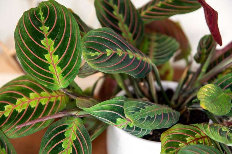 Maranta leuconeura - Dê à sua muda luz indireta, solo bem drenado e uma quantidade moderada de umidade e ela deve prosperar muito bem.