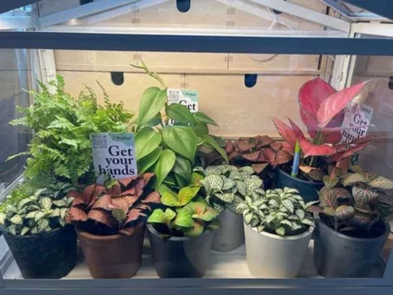 Vaso de vidro como estufa