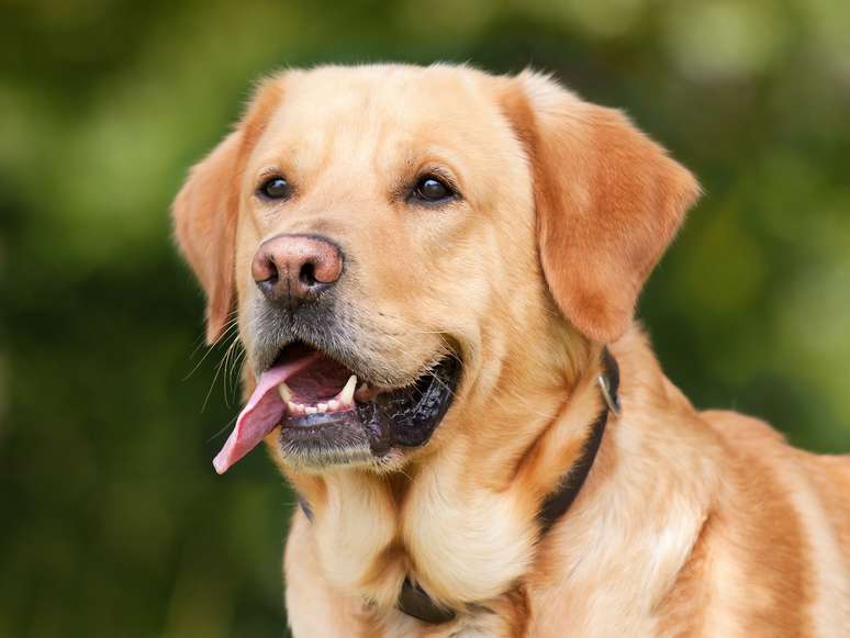 Os cães têm senso de direção por meio do campo magnético da Terra