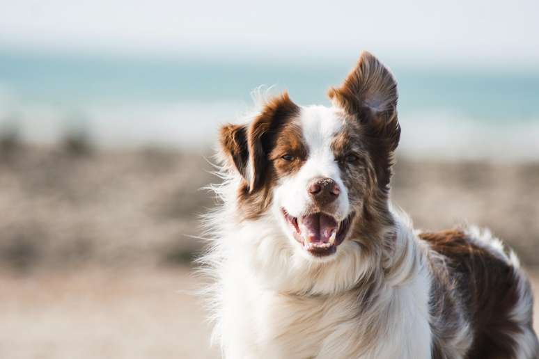 Cães soltam lágrimas de alegria, sentem ciúmes e são sensíveis até ao campo magnético