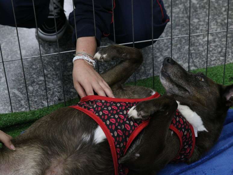 Dia Mundial do Cachorro