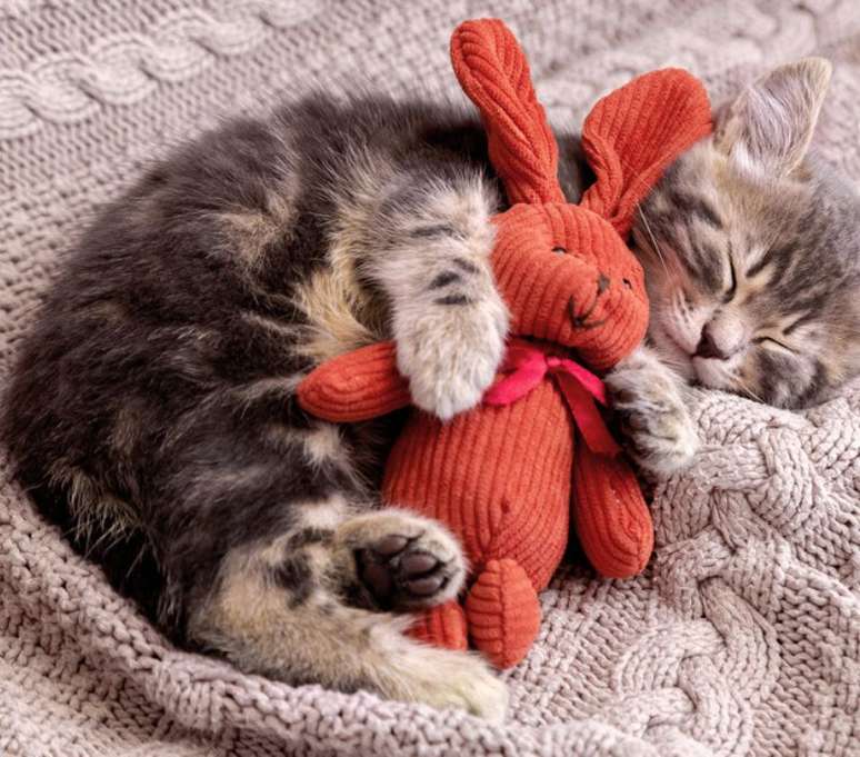 Até um ano, o gato está na primeira fase de sua vida 