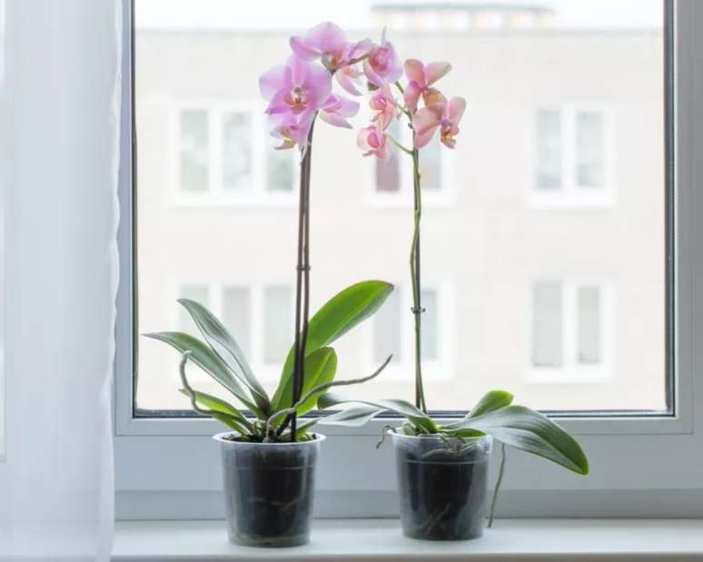Quando e como replantar uma orquídea