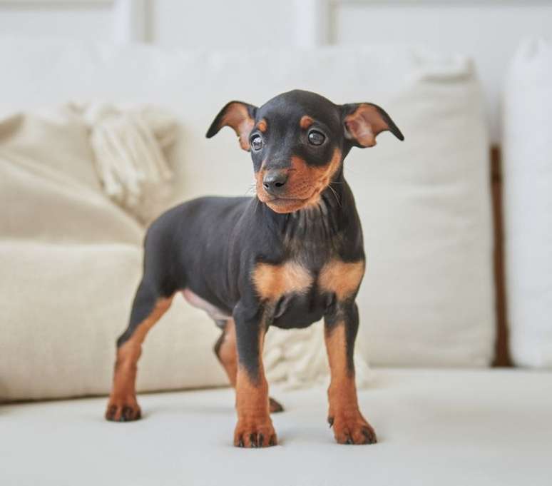 O pinscher está entre os cachorros que não crescem muito 