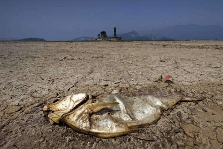 Peixe morto em lago seco na China, que enfrenta uma de suas maiores estiagens dos últimos anos