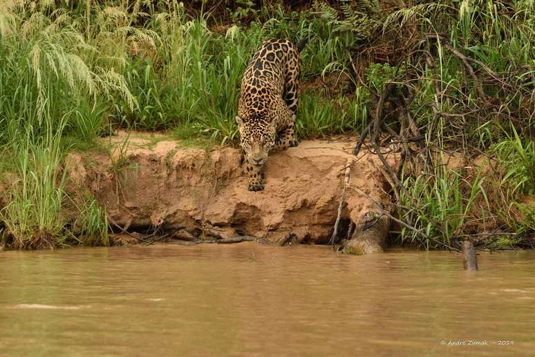 Onça-pintada na Serra do Amolar