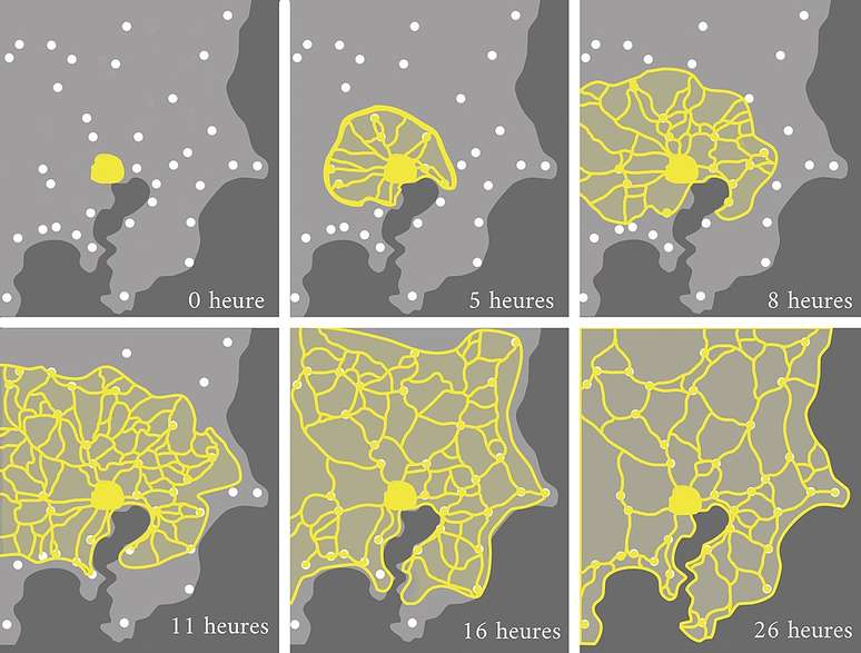 Adaptação da ilustração do estudo do professor Toshiyuki Nakagaki sobre a criação e otimização de redes por parte do P. polycephalum.