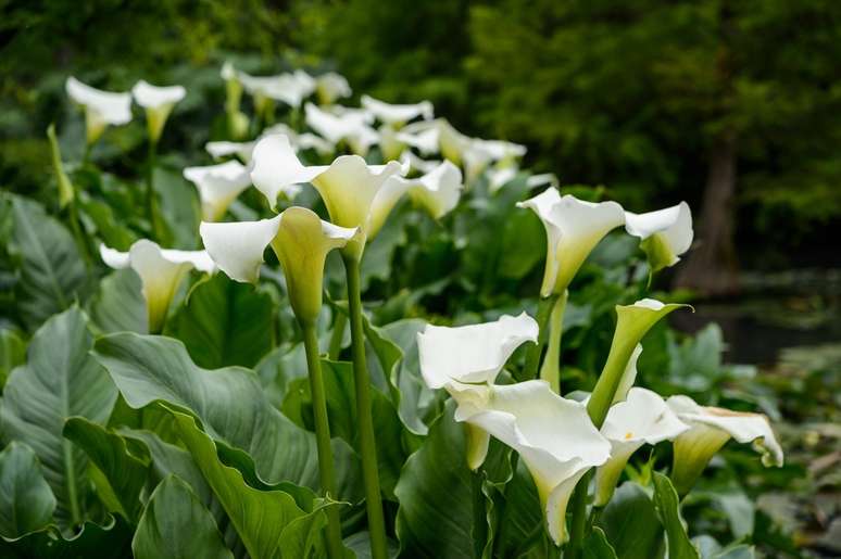 Zantedeschia Kiwi Blush Calla Lily perennial from New Zealand good for cuting cut flower 160614 16062014 16/06/14 16/06/2014 16th 16 July 2014 Summer Sir Harold Hilliers Gardens Romsey Hampshire plant portraits photographer Jason Ingram