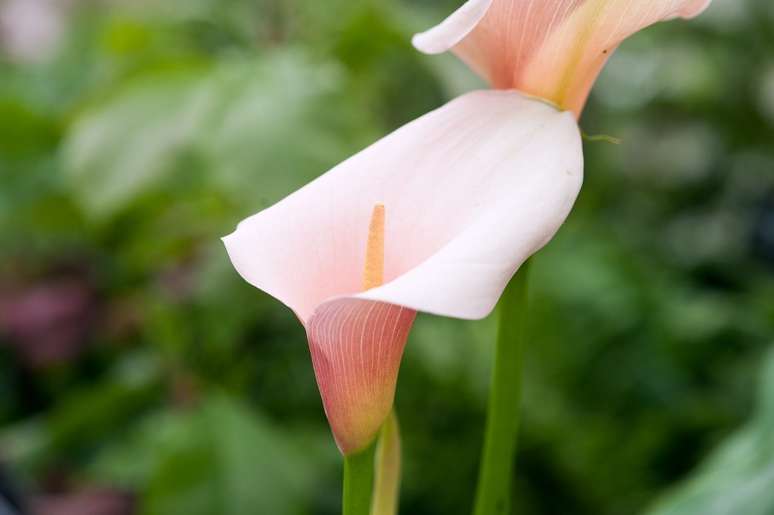 ZANTEDESCHIA aethiopica Flamingo Commonly known as Arum lily Pig lily Trumpet lily Burncoose Nurseries exhibitor stand 220517 22052017 22/05/17 22/05/2017 22 22nd May 2017 Spring RHS Chelsea Flower Show 2017 Great Pavilion photographer Torie Chugg Plant portrait portraits close up Floral Marquee horizontal