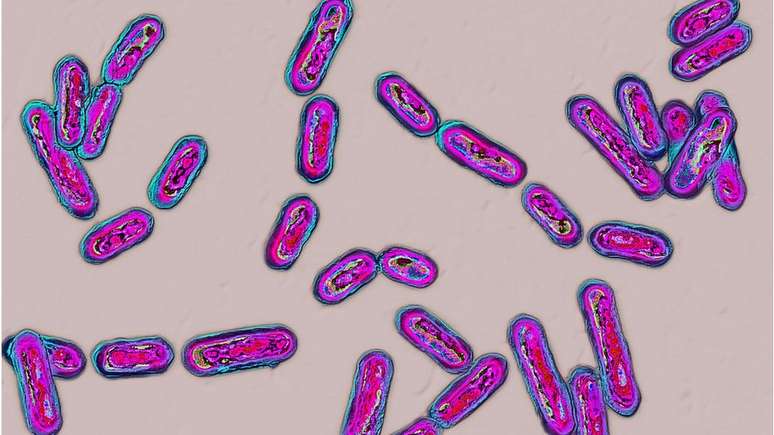 A bactéria Clostridium difficile costuma resistir aos antibióticos disponíveis