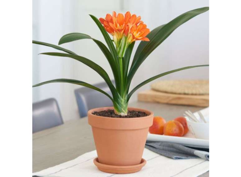 Clivia miniata: Fã de flores? Então esta deve ser a sua escolha para uma planta de interior que ama clima seco! Ela combina com qualquer decoração, graças à combinação de folhagem e flores contrastantes.