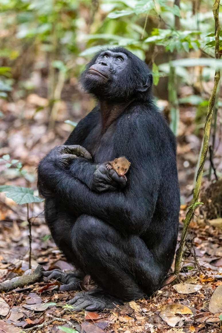 A intrigante imagem de macaco com mangusto no colo que concorre a prêmio de  fotos de vida selvagem