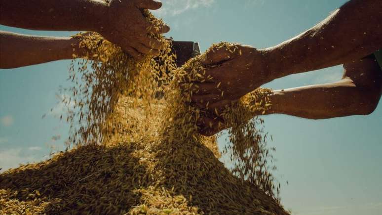 Movimento lidera a produção de arroz orgânico na América Latina, aponta instituto